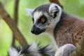 Wild ring-tailed lemur (Lemur catta), Madagascar Royalty Free Stock Photo