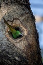 A wild ringed neck parrot entering its nest on a trunk in the forest