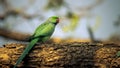 A wild ringed neck parrot perched on trunk in the forest