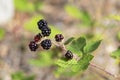 Wild ripe blackberries