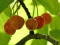 Wild ripe cherries in a tree