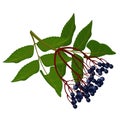 Wild ripe elderberry on branch with green leaves