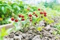 Wild garden strawberry Royalty Free Stock Photo