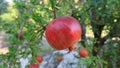 Wild ripe pomegranate On A Tree, Home garden, Pomegranate tree at sunshine day. Royalty Free Stock Photo