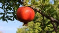 Wild ripe pomegranate On A Tree, Home garden, Pomegranate tree at sunshine day. Royalty Free Stock Photo