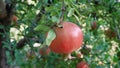 Wild ripe pomegranate On A Tree, Home garden, Pomegranate tree at sunshine day. Royalty Free Stock Photo