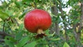 Wild ripe pomegranate On A Tree, Home garden, Pomegranate tree at sunshine day. Royalty Free Stock Photo