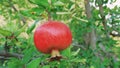 Wild ripe pomegranate On A Tree, Home garden, Pomegranate tree at sunshine day. Royalty Free Stock Photo