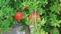 Wild ripe pomegranate On A Tree, Home garden, Pomegranate tree at sunshine day. Royalty Free Stock Photo