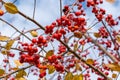 Wild ripe red apples on the tree . Selective focus Royalty Free Stock Photo