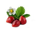 Wild ripe strawberry with green leaf and blossom flower isolated