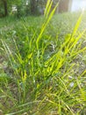 Wild rise cutgrass Royalty Free Stock Photo