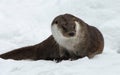 Wild river otter in winter fur poses in the snow Royalty Free Stock Photo