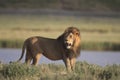 Wild roaming African male lion portrait