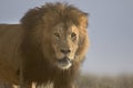 Wild roaming African male lion portrait Royalty Free Stock Photo