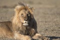 Wild roaming African male lion portrait Royalty Free Stock Photo