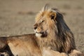 Wild roaming African male lion portrait Royalty Free Stock Photo