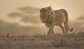 Wild roaming African male lion portrait Royalty Free Stock Photo