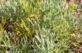 Wild rock samphire Royalty Free Stock Photo