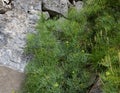 Wild rock samphire Royalty Free Stock Photo