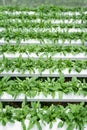 Wild rocket in hydroponic system / healthy liftstyle / healthy food / salad ingredient Royalty Free Stock Photo