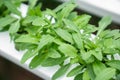 Wild rocket in hydroponic system / healthy lifestyle / healthy food / salad ingredient