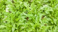 Wild rocket in hydroponic system / healthy lifestyle / healthy food / salad ingredient Royalty Free Stock Photo