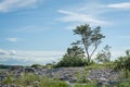 Wild rocky coastline of the Baltic sea with lonely pine in summer.