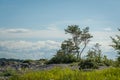 Wild rocky coastline of the Baltic sea with lonely pine in summer.