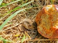 Wild rodent mouse hiding behind a rotting apple