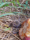 Wild rodent mouse near a rotting apple