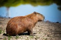 Wild rodent from your homeplace Royalty Free Stock Photo