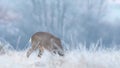 Wild roe buck grazing in a frost covered field during winter season