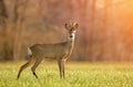 Wild roe deer in early morning light Royalty Free Stock Photo