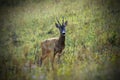 Wild roe deer buck on meadow