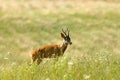 Wild roe deer buck on natural meadow