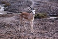 Wild roe deer buck standing in a field Royalty Free Stock Photo