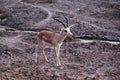 Wild roe deer buck standing in a field Royalty Free Stock Photo