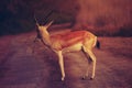 Wild roe deer buck standing in a field