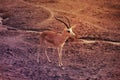 Wild roe deer buck standing in a field Royalty Free Stock Photo