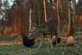 Wild roe deer, Capreolus capreolus free-range chickens during autumn. Royalty Free Stock Photo