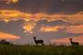 Wild roe deer (capreolus capreolus) during amazing sunrise in wild nature Royalty Free Stock Photo