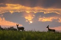 Wild roe deer (capreolus capreolus) during amazing sunrise in wild nature