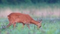 Wild roe deer, grazing in a field