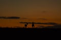 Wild roe deer (capreolus capreolus) during red, bloody sunset in wild nature Royalty Free Stock Photo