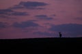 Wild roe deer (capreolus capreolus) during red, bloody sunset in wild nature Royalty Free Stock Photo