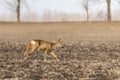 Wild roe deer capreolus capreolus in a field Spring Time Royalty Free Stock Photo