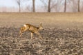 Wild roe deer capreolus capreolus in a field Spring Time Royalty Free Stock Photo