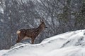 A wild roe deer, Capreolus capreolus male in a snowstorm in wintery landscape . Royalty Free Stock Photo