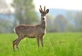 Wild roe deer in coat changing process Royalty Free Stock Photo